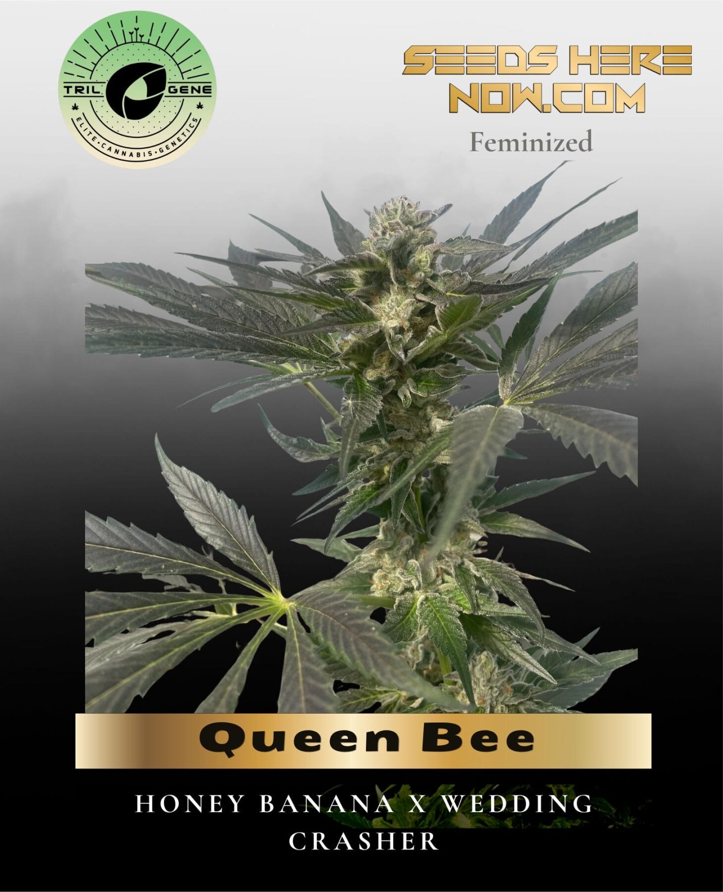 Queen Bee (Feminized) - Trilogene Seeds