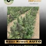 Sour Krout AUTO (Feminized) - Trilogene Seeds