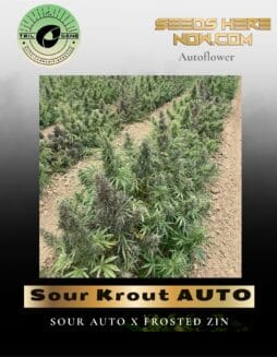 Sour Krout AUTO (Feminized) (space) Trilogene Seeds