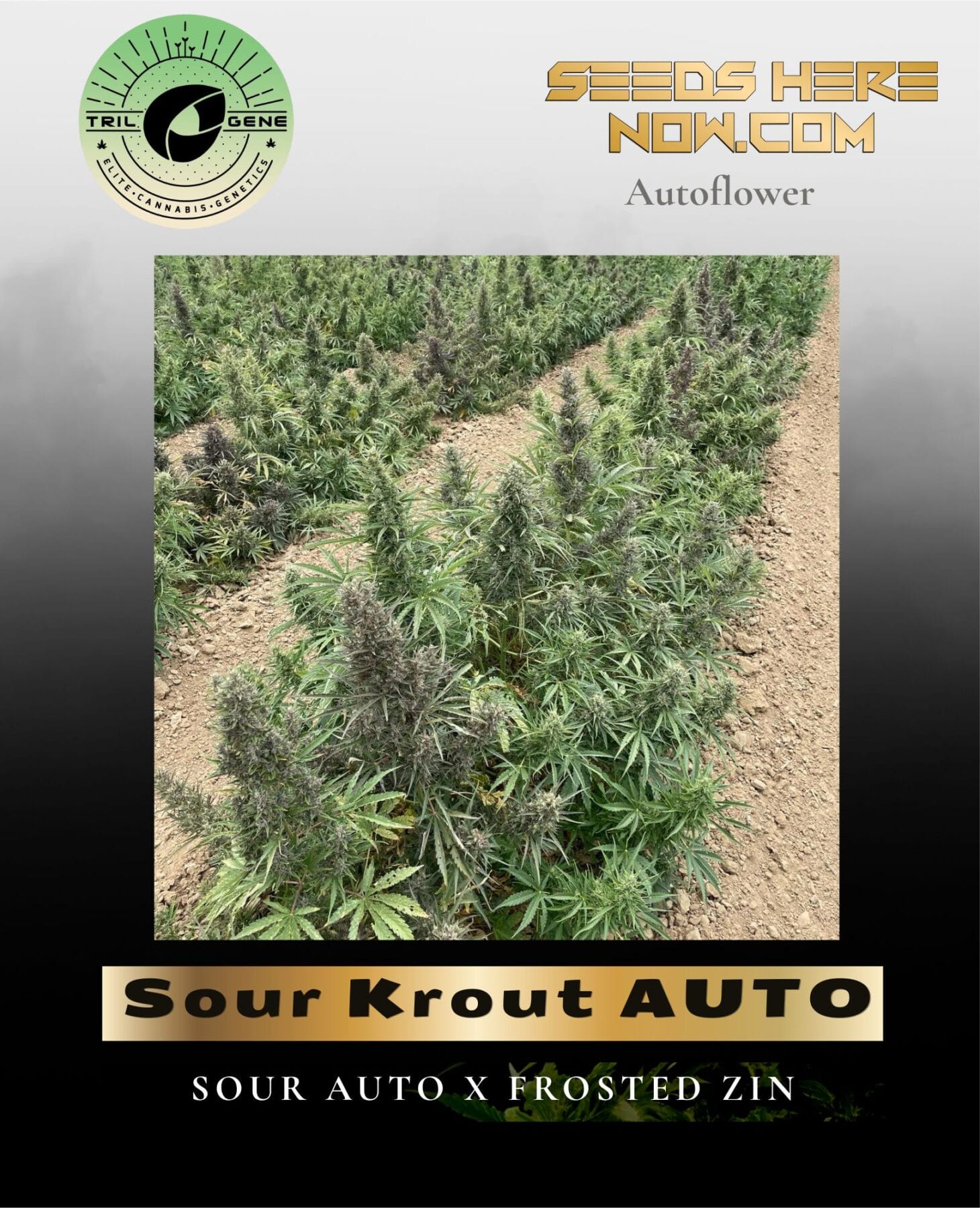 Sour Krout AUTO (Feminized) - Trilogene Seeds