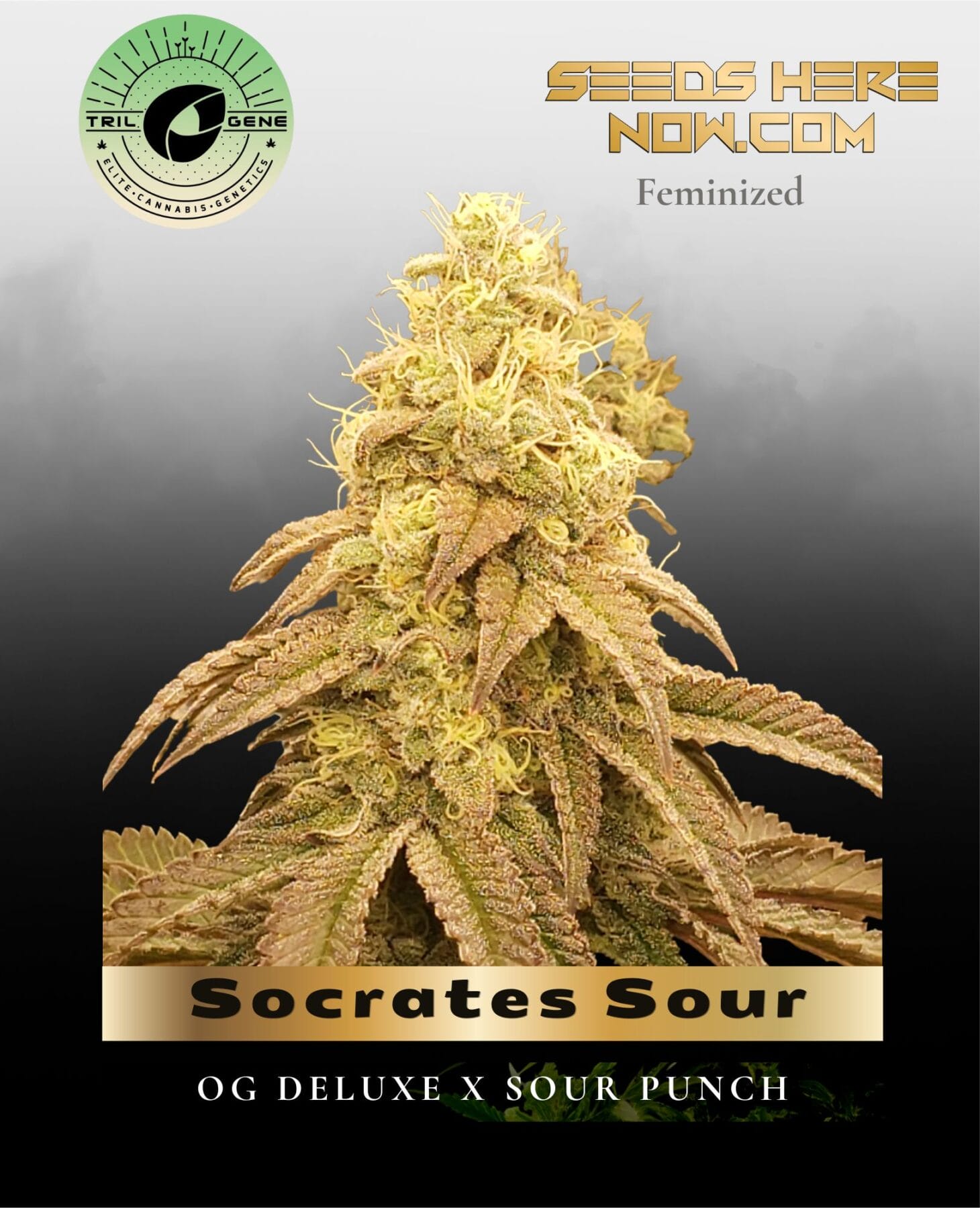 Socrates Sour (Feminized) - Trilogene Seeds