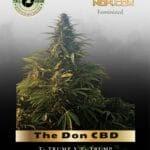 The Don CBD (Feminized) - Trilogene Seeds