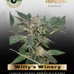 Willy's Winery (Feminized) - Trilogene Seeds