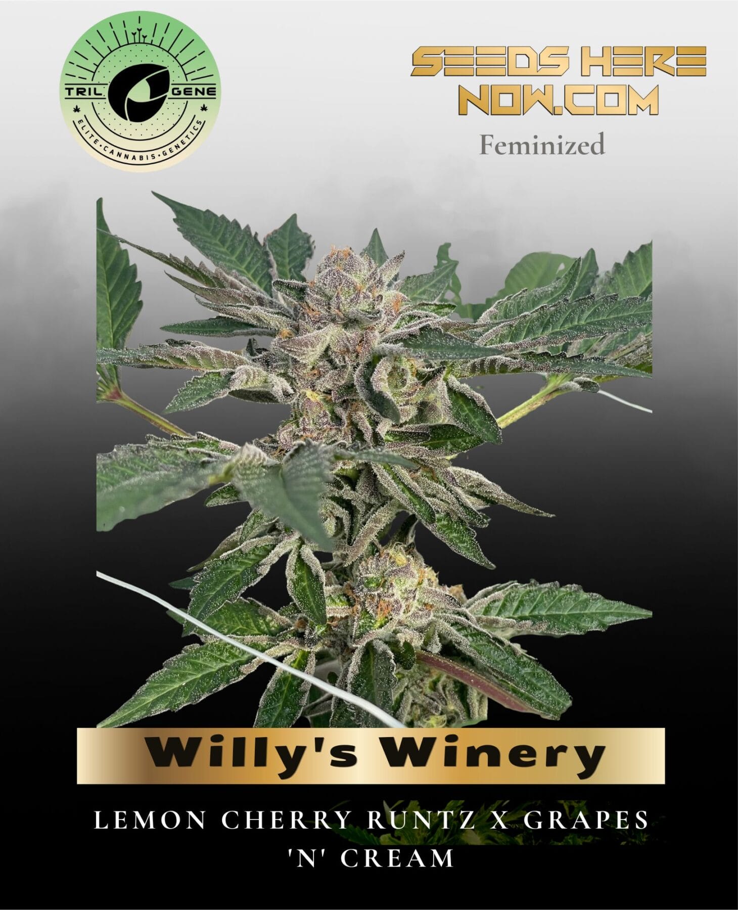 Willy's Winery (Feminized) - Trilogene Seeds
