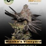 Wonka's Vineyard (Feminized) - Trilogene Seeds