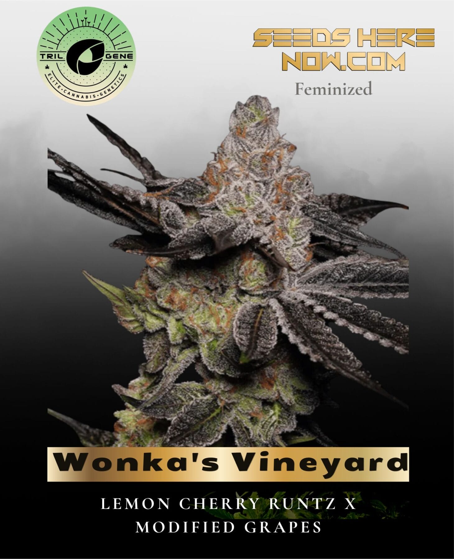 Wonka's Vineyard (Feminized) - Trilogene Seeds