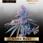 Lime Suki (Feminized) - Umami Seed Co.