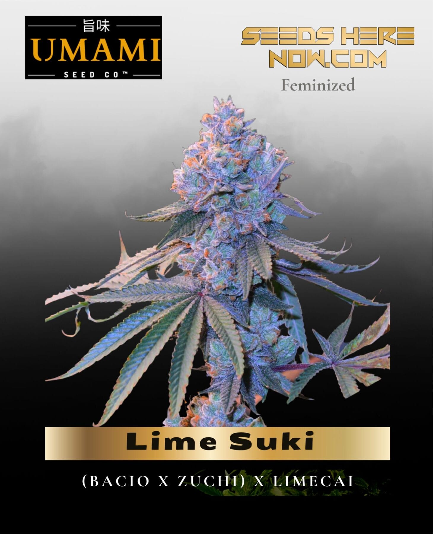 Lime Suki (Feminized) - Umami Seed Co.