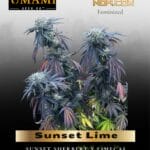 Sunset Lime (Feminized) - Umami Seed Co.
