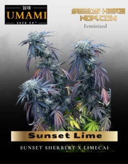 Sunset Lime (Feminized) (space) Umami Seed Co.