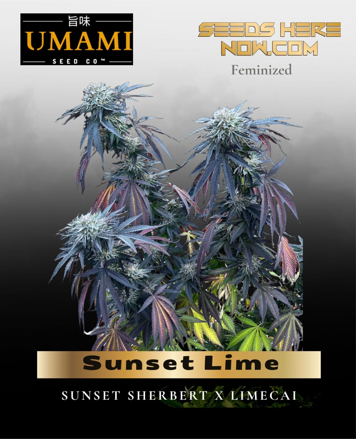 Sunset Lime (Feminized) - Umami Seed Co.
