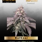 Zeltzer (Feminized) - Umami Seed Co.