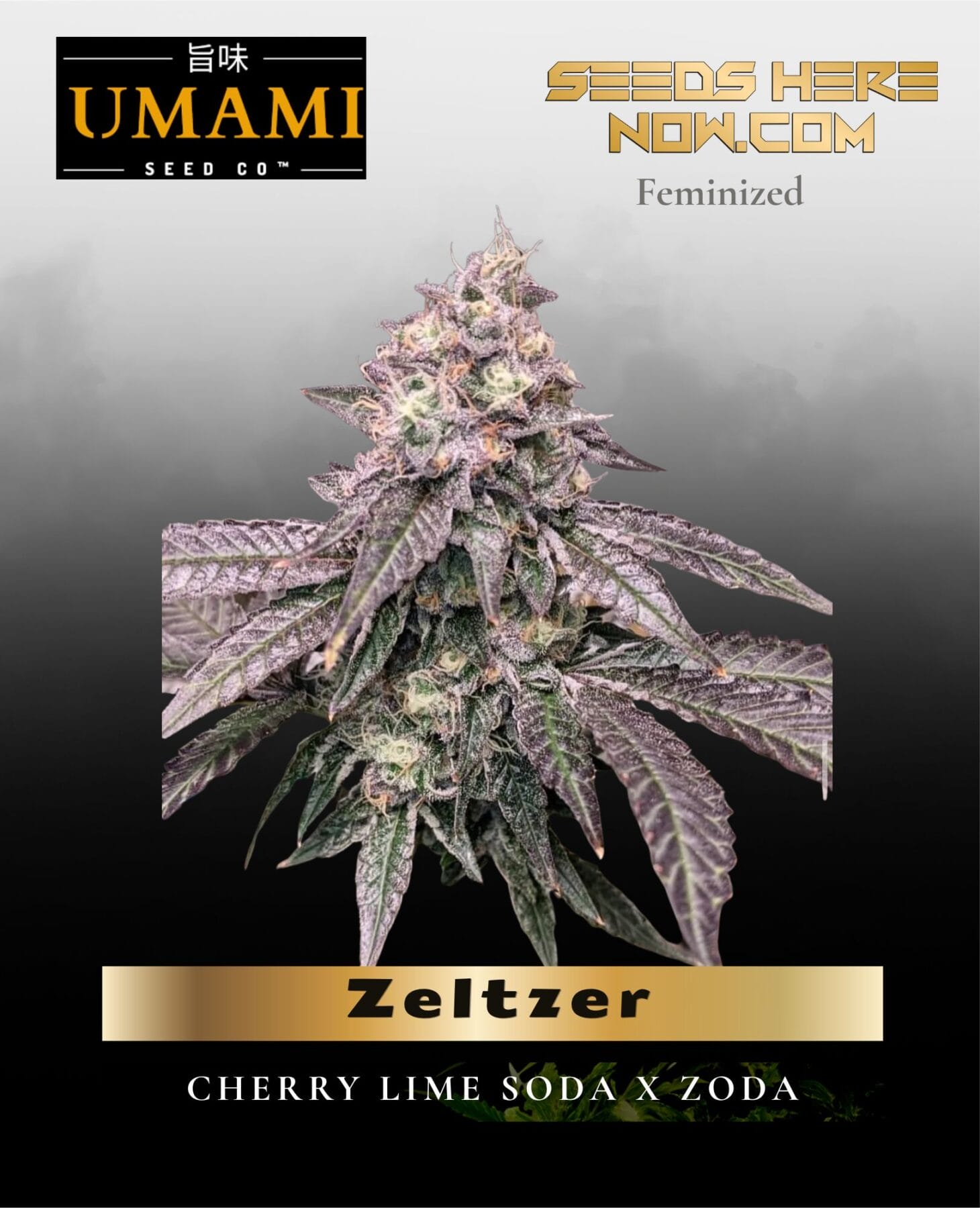 Zeltzer (Feminized) - Umami Seed Co.