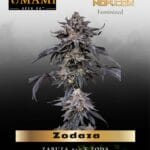 Zodaza (Feminized) - Umami Seed Co.
