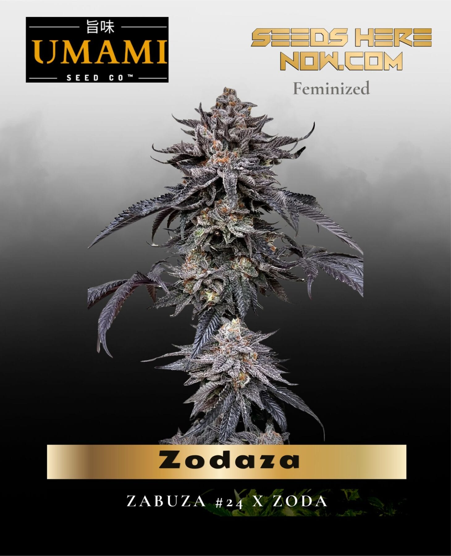 Zodaza (Feminized) - Umami Seed Co.