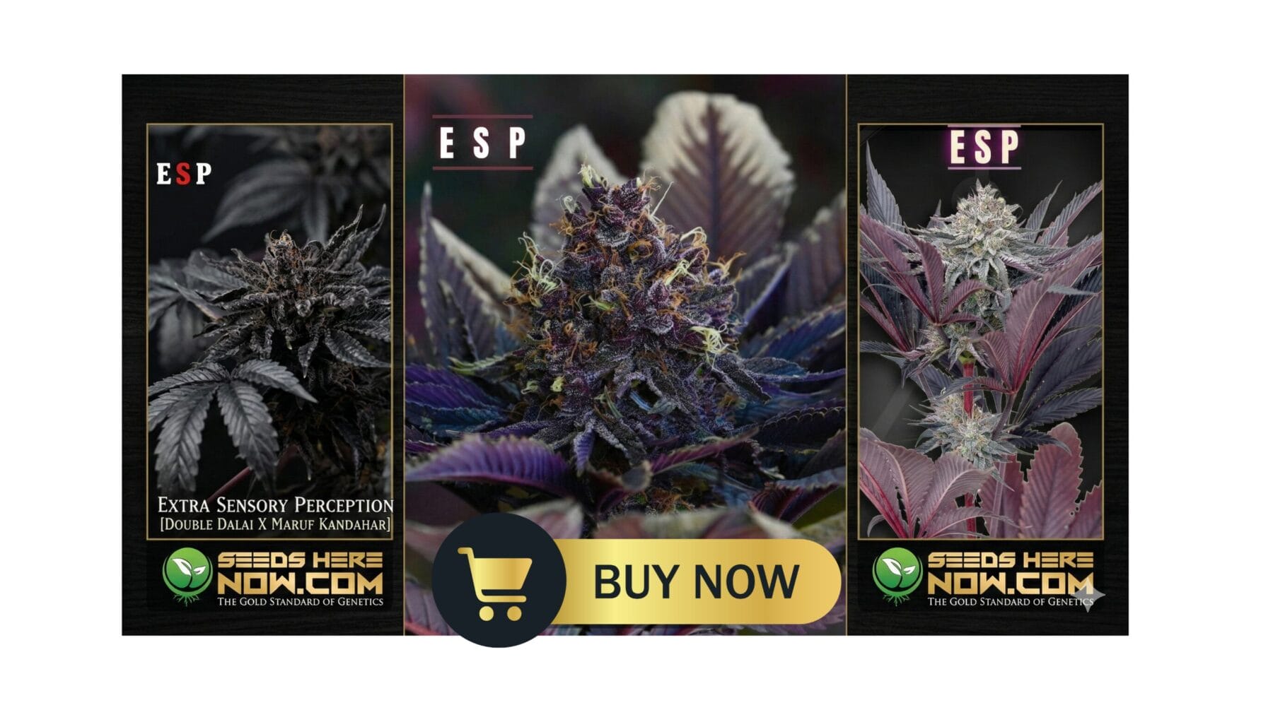 Autoflower Seeds Promotion