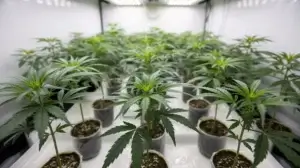 Cannabis clone rooting timeline