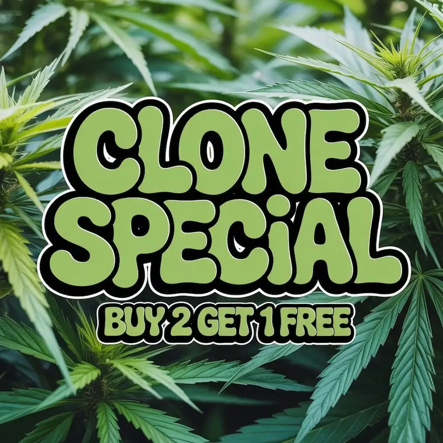 Autoflower Seeds Promotion