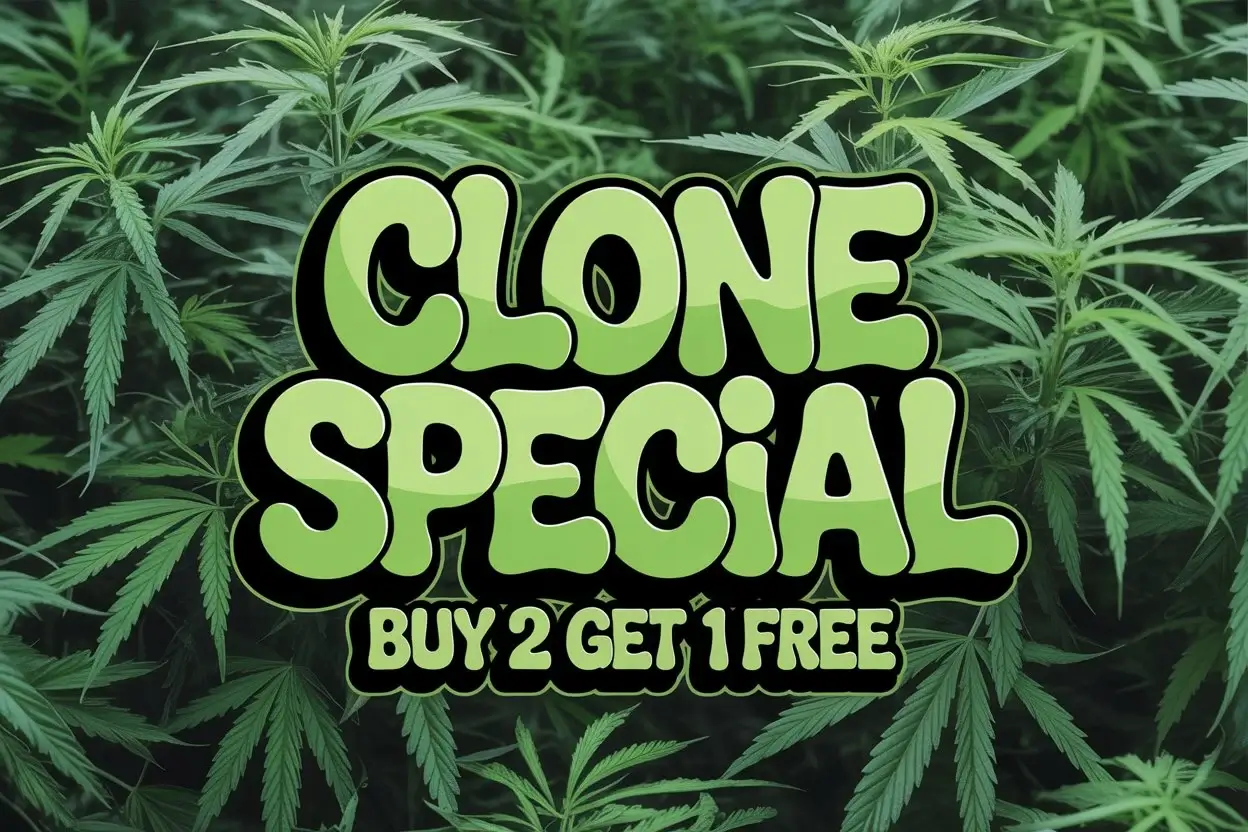 Autoflower Seeds Promotion