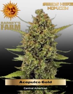 Acapulco Gold (Feminized) (space) Barney's Farm