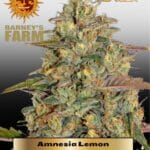 Amnesia Lemon (Feminized) - Barney's Farm