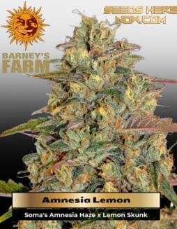 Amnesia Lemon (Feminized) (space) Barney's Farm