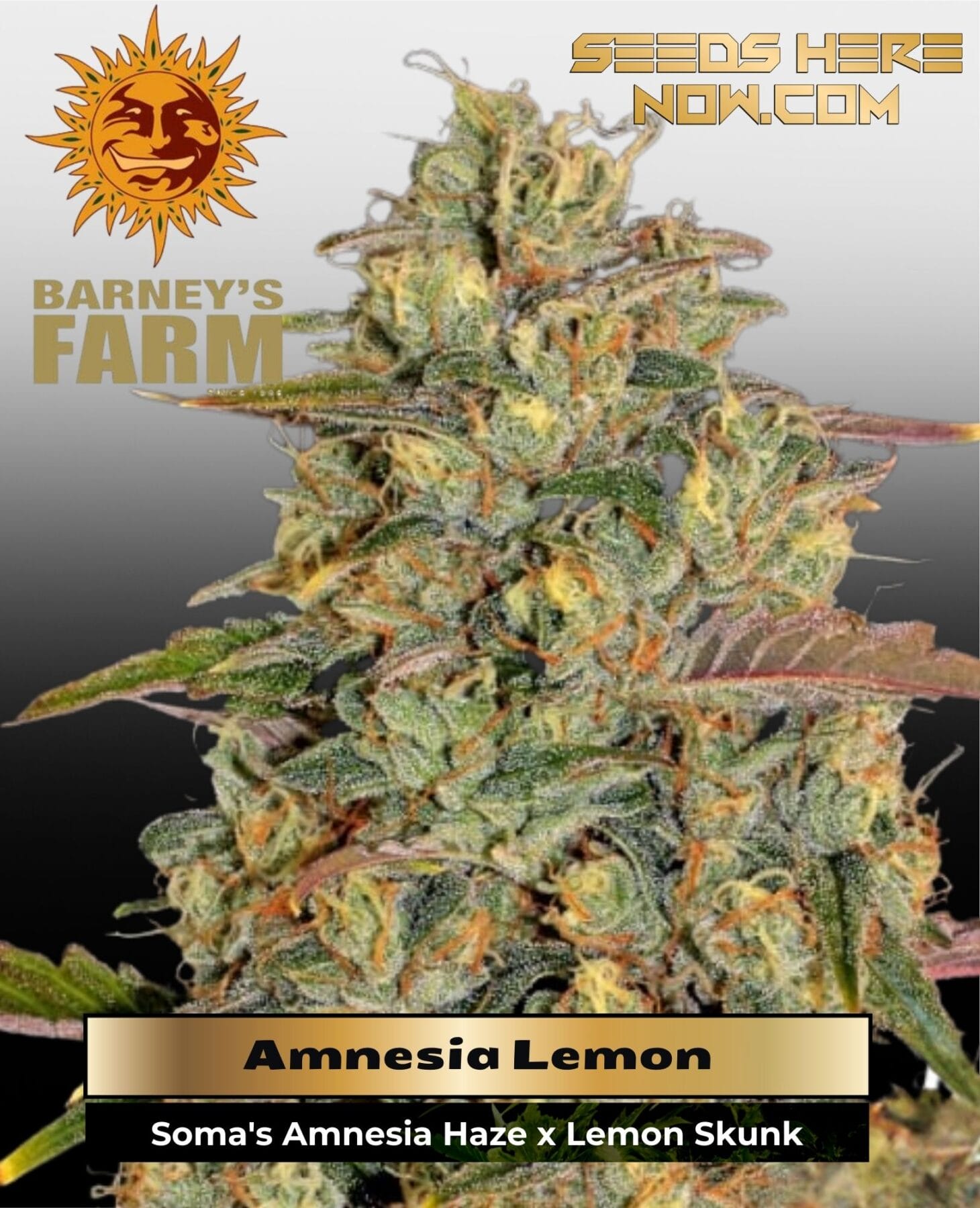 Amnesia Lemon (Feminized) - Barney's Farm