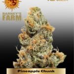 Pineapple Chunk (Feminized) - Barney's Farm