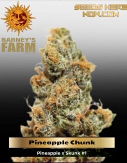 Pineapple Chunk (Feminized) (space) Barney's Farm