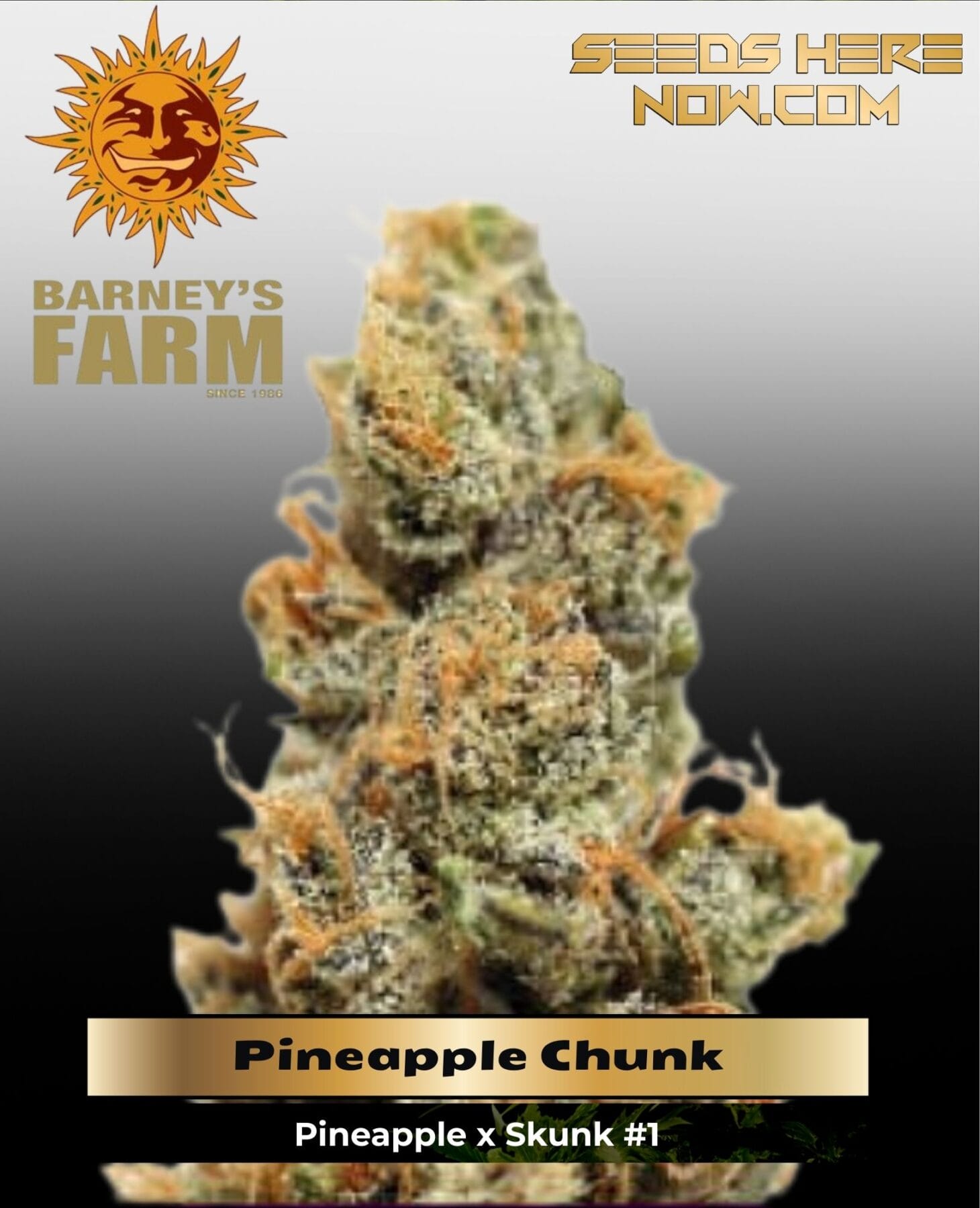 Pineapple Chunk (Feminized) - Barney's Farm