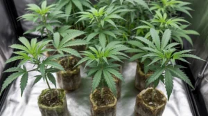 Best cannabis clones for beginners