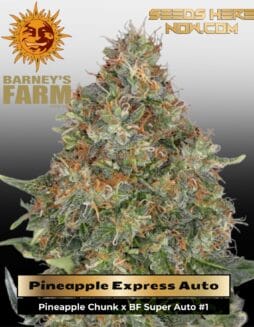 Pineapple Express Auto (Feminized) (space) Barney's Farm