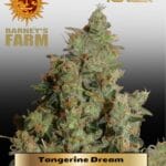 Tangerine Dream (Feminized) - Barney's Farm