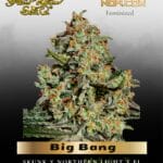 Big Bang Feminised - Greenhouse Seed Co.