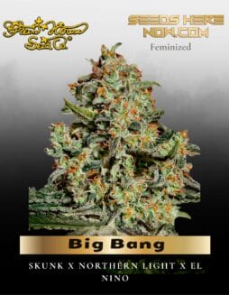 Big Bang Feminised (space) Greenhouse Seed Co.