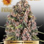 Blueberry Cheese (Feminized) - Barney's Farm