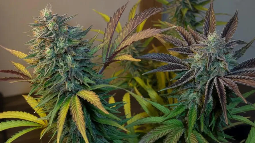 Candy Mob strain review