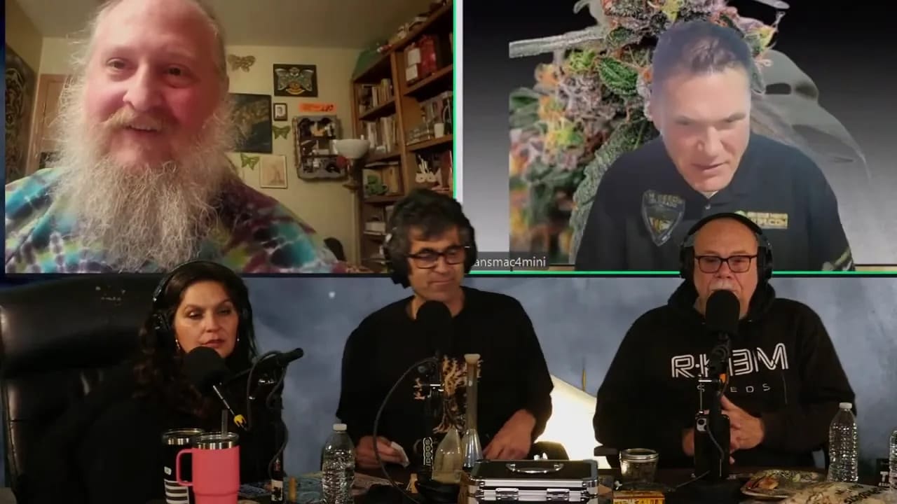 Crisp podcast panel shot with three hosts at a table discussing Blueberry feminized seeds.