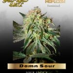 Damn Sour (Feminized) - Greenhouse Seed Co.
