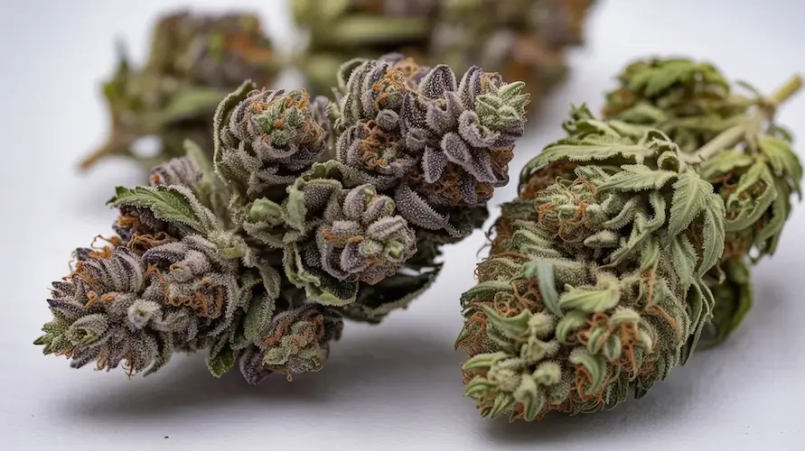 Detroit Muscle Strain Review And Information – Detroit Muscle cannabis strain