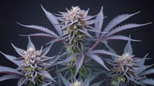 Detroit Muscle strain review