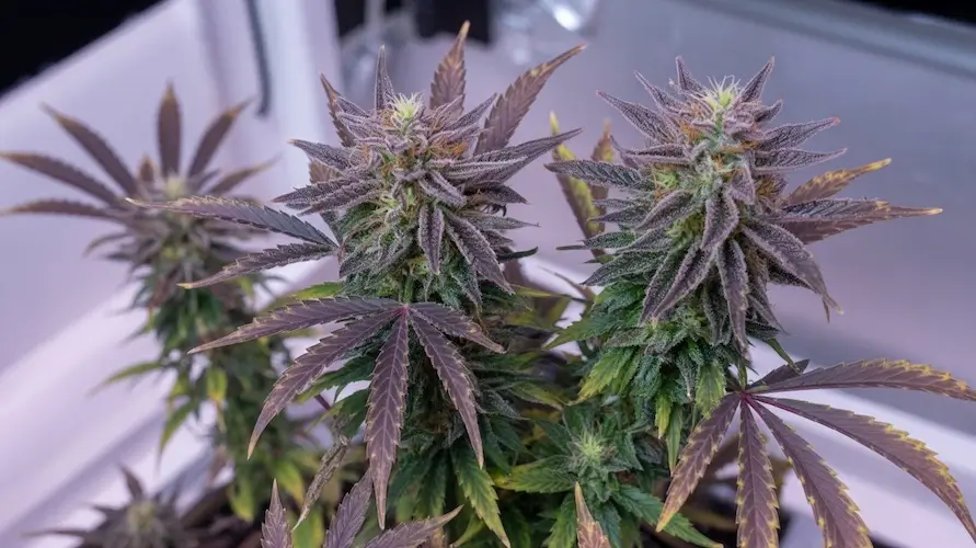 Detroit Muscle Strain Review And Information – Detroit Muscle strain