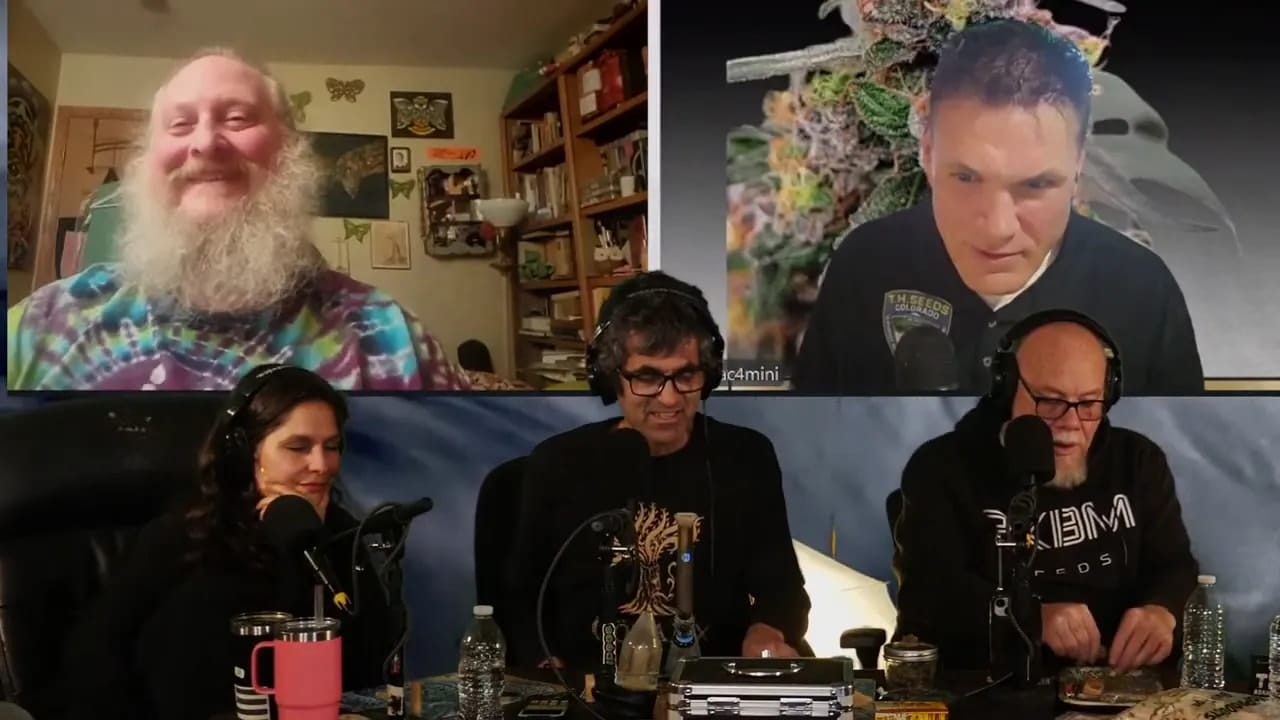 Crisp podcast panel with three in(space)studio hosts and two remote guests on large screens above; one remote window displays a macro cannabis bud image — clear, high(space)quality composition suited to a section about lineage and seed sources.