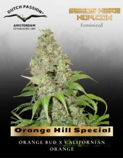 Orange Hill Special (Feminized) (space) Dutch Passion