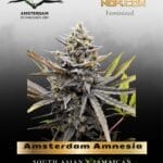 Amsterdam Amnesia (Feminized) - Dutch Passion