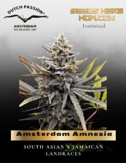 Amsterdam Amnesia (Feminized) (space) Dutch Passion
