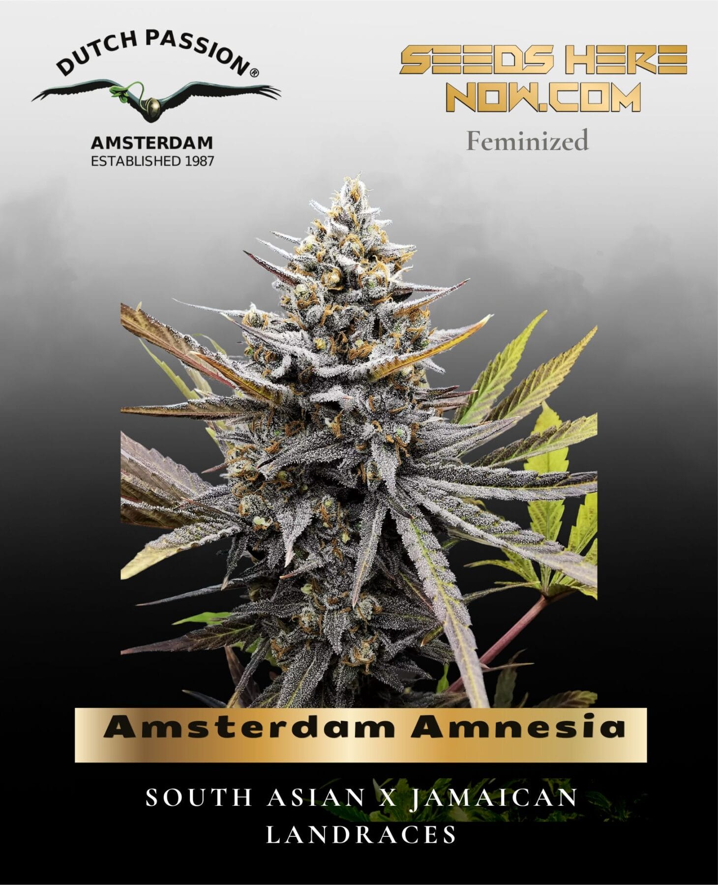 Amsterdam Amnesia (Feminized) - Dutch Passion