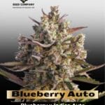 Blueberry Auto (Feminized) - Dutch Passion