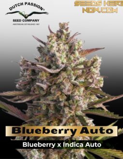 Blueberry Auto (Feminized) (space) Dutch Passion