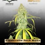 Cinderella Jack Auto (Feminized) - Dutch Passion